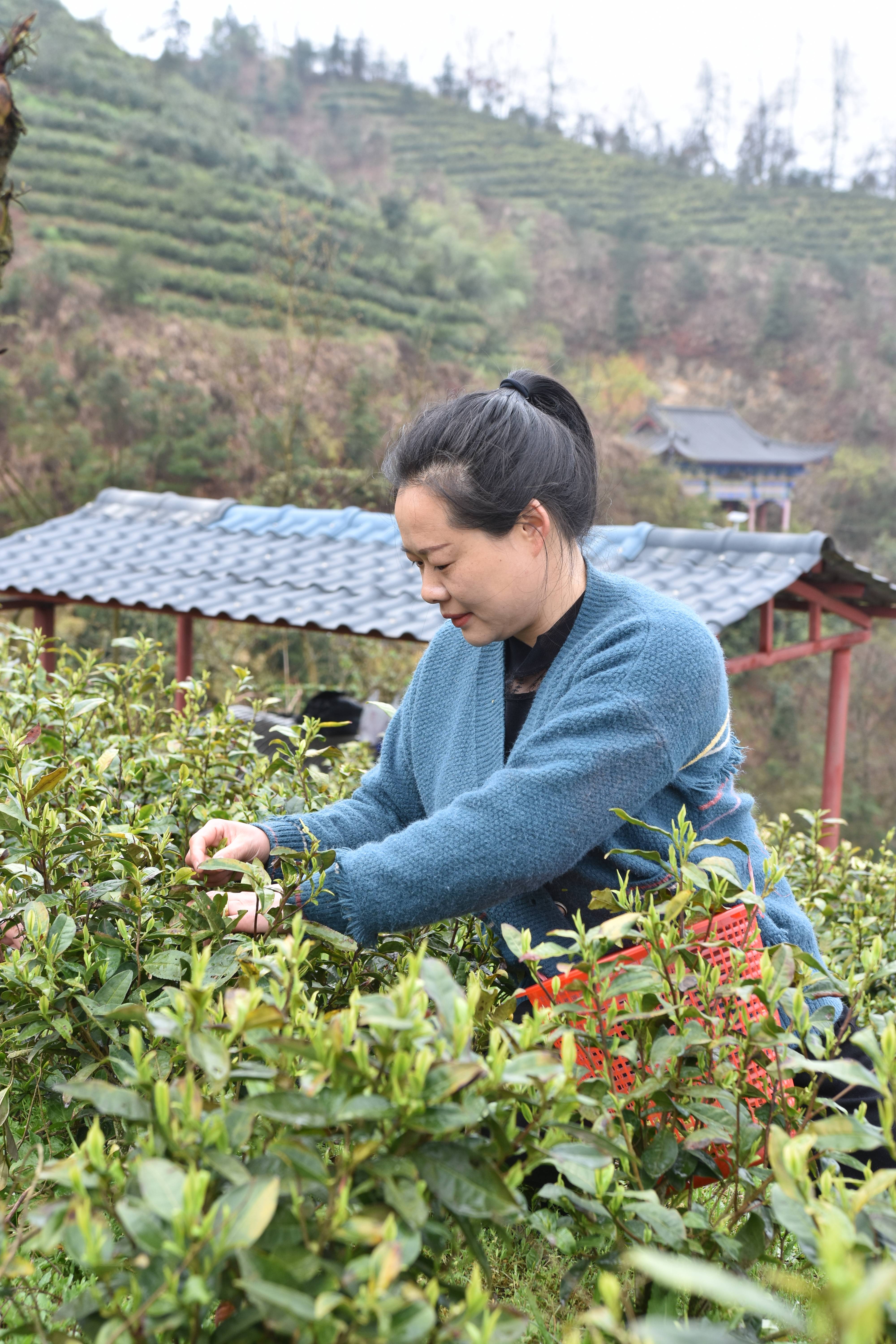 天柱凤城街道:满山茶飘香 春茶采摘忙_康村_茶叶_村民