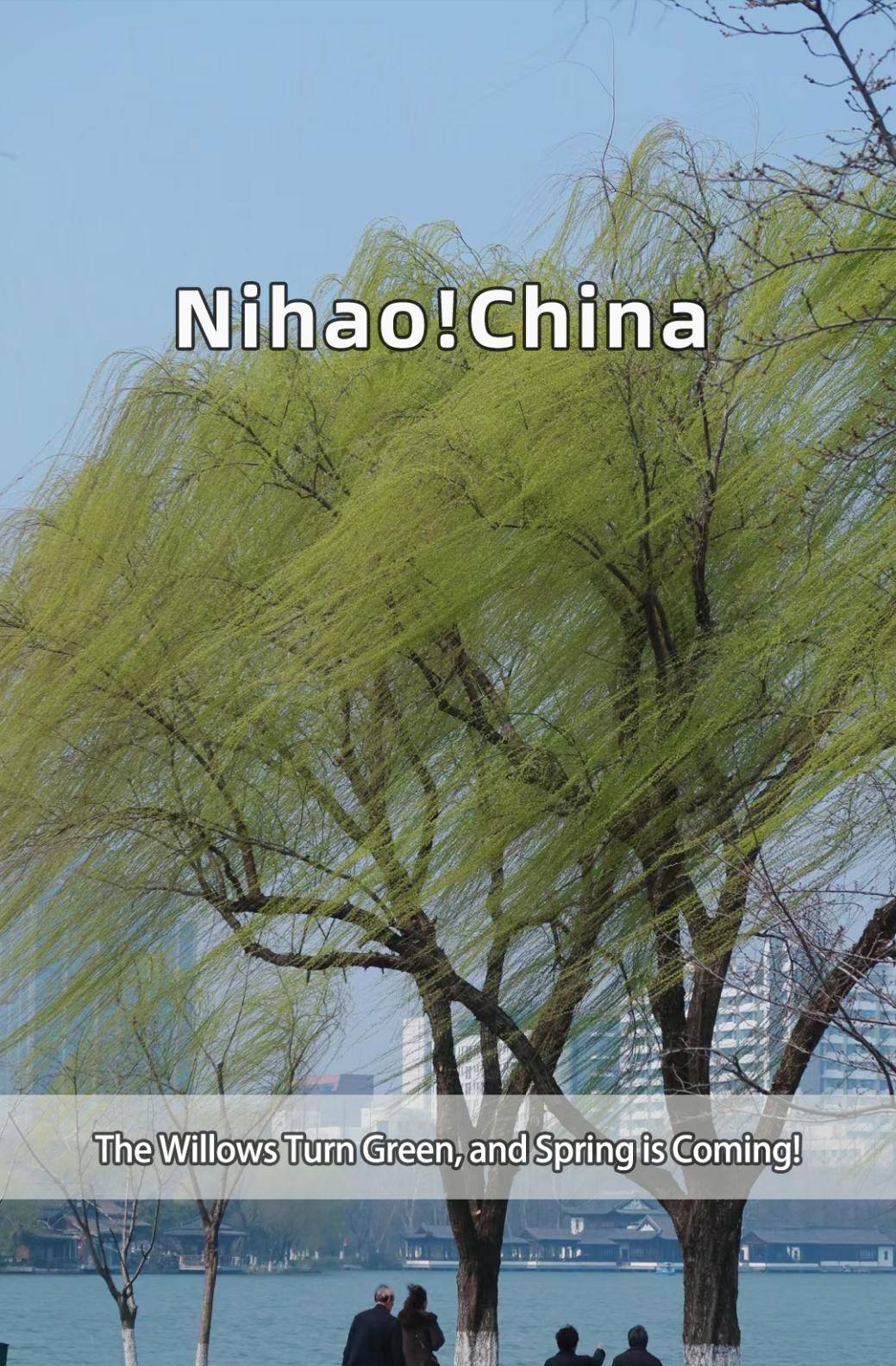 中国 | 杨柳绿上枝头,春天就来了!_spring_the_willow