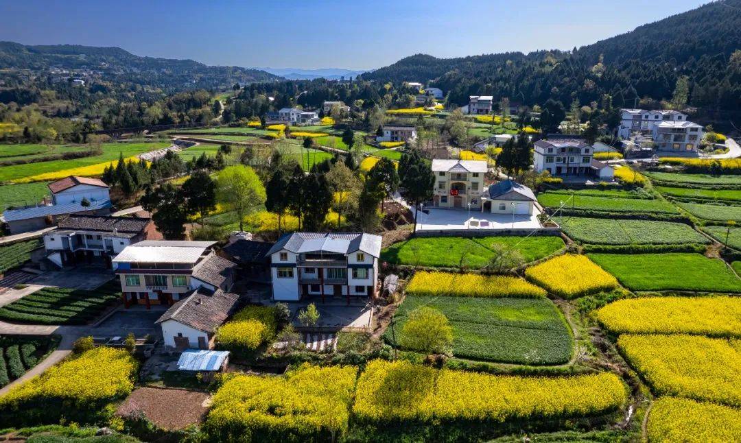 【解码"花经济"⑥】苍溪:巧用"花心思" 做强"花经济"