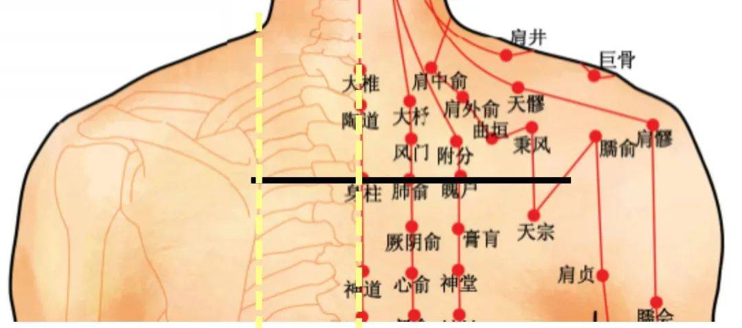 肺俞穴位于背部第三胸椎棘突下旁开1.5寸处,左右各一穴