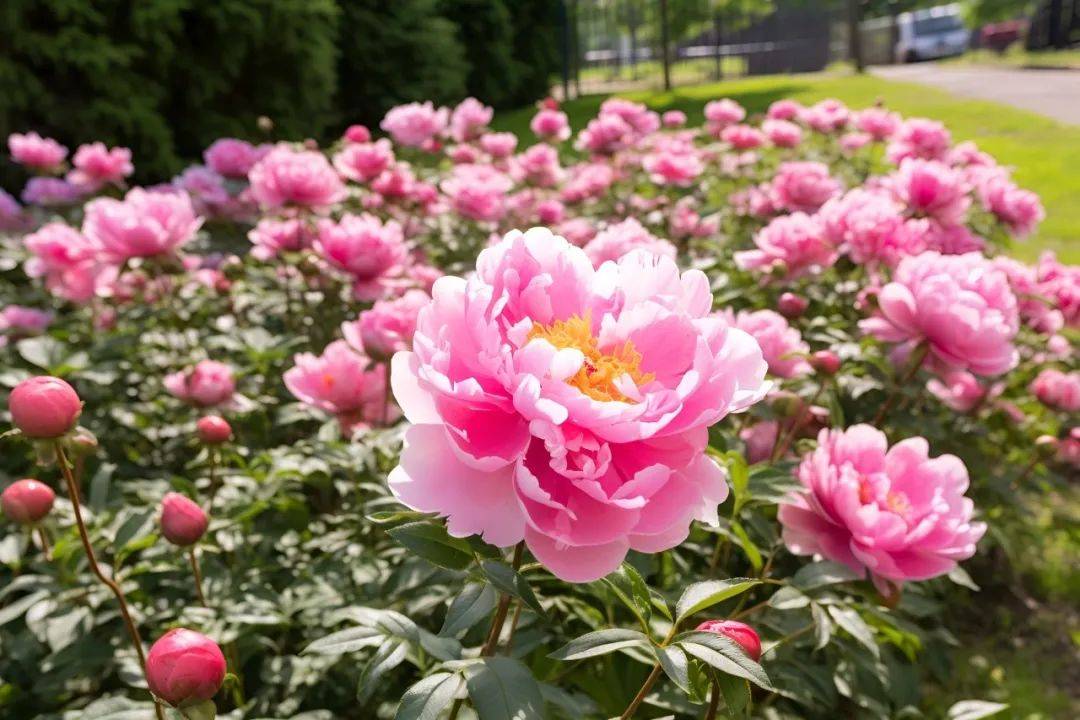 北京周末赏花指南来了带上孩子开启春日好时光