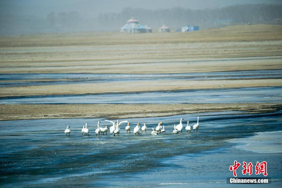 浑善达克沙地:候鸟迁徙遇春日沙尘_正蓝旗_内蒙古自治区_风沙