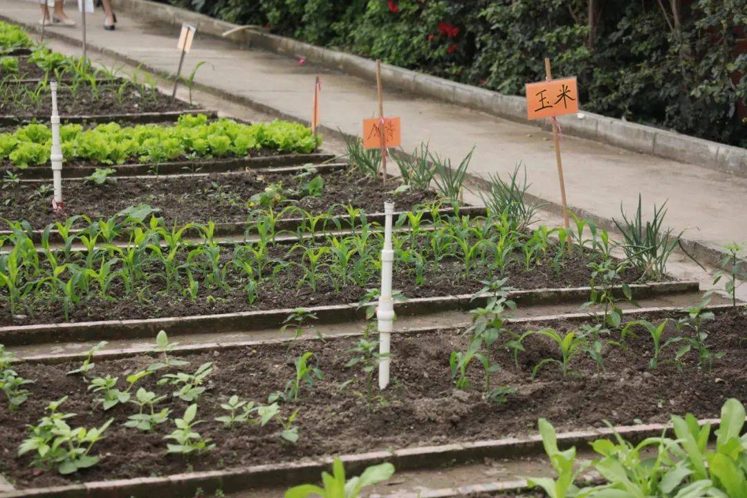 实小德育育德润心共笃行德育赋能启新程