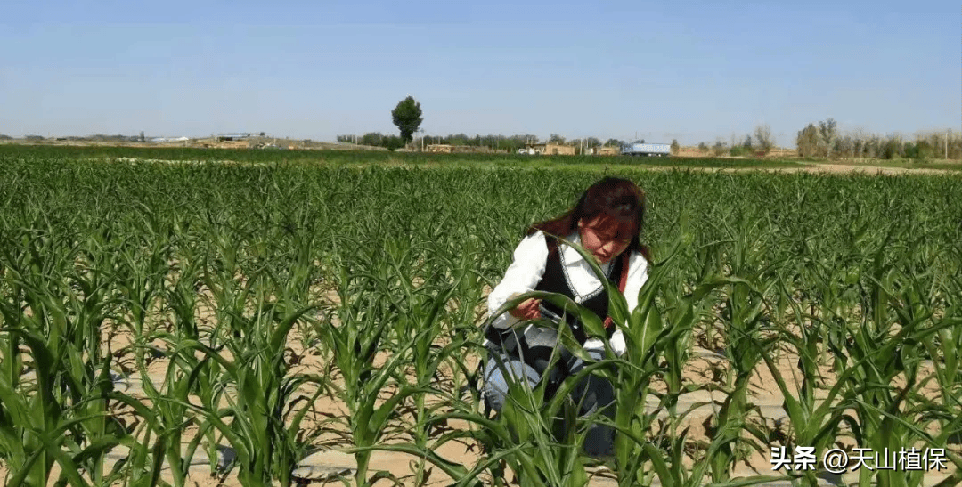 2024年玉米拔节前密植高产精准调控技术要点