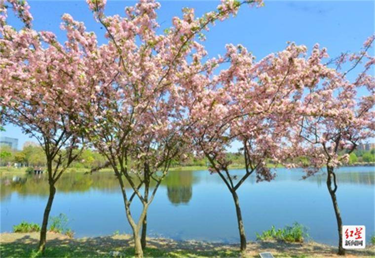 双流区中心公园樱花正盛周末赏花好去处