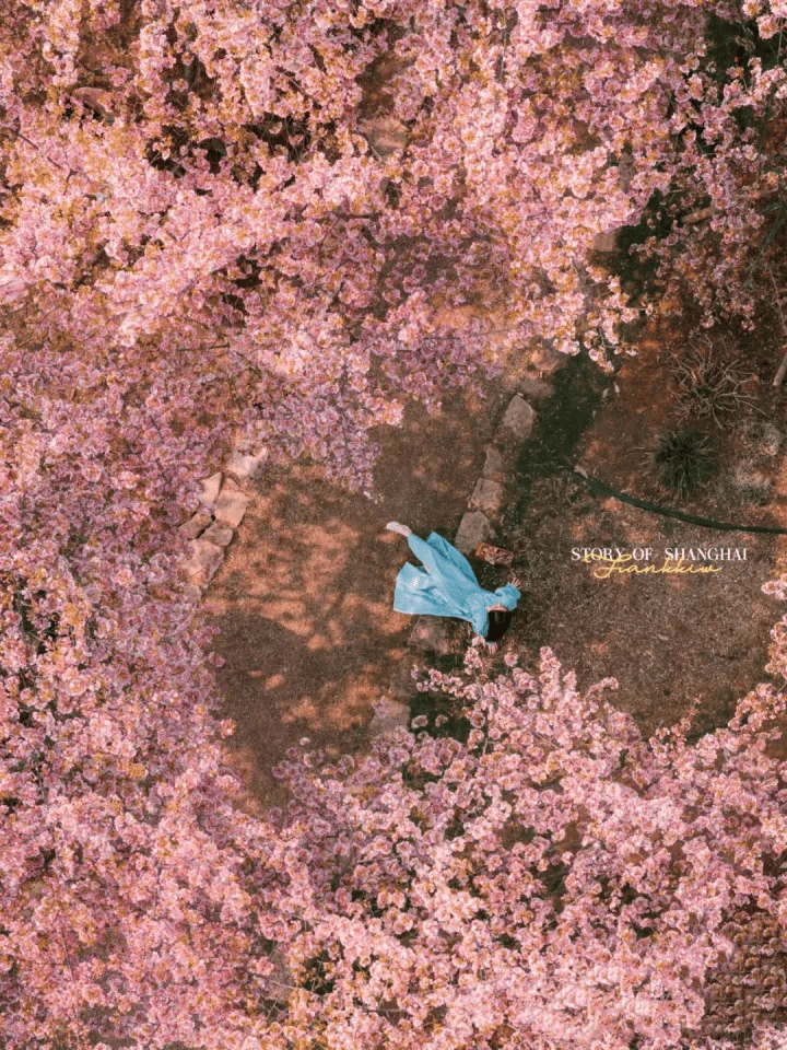 樱舞飞扬浪漫唱响2024辰山樱花季