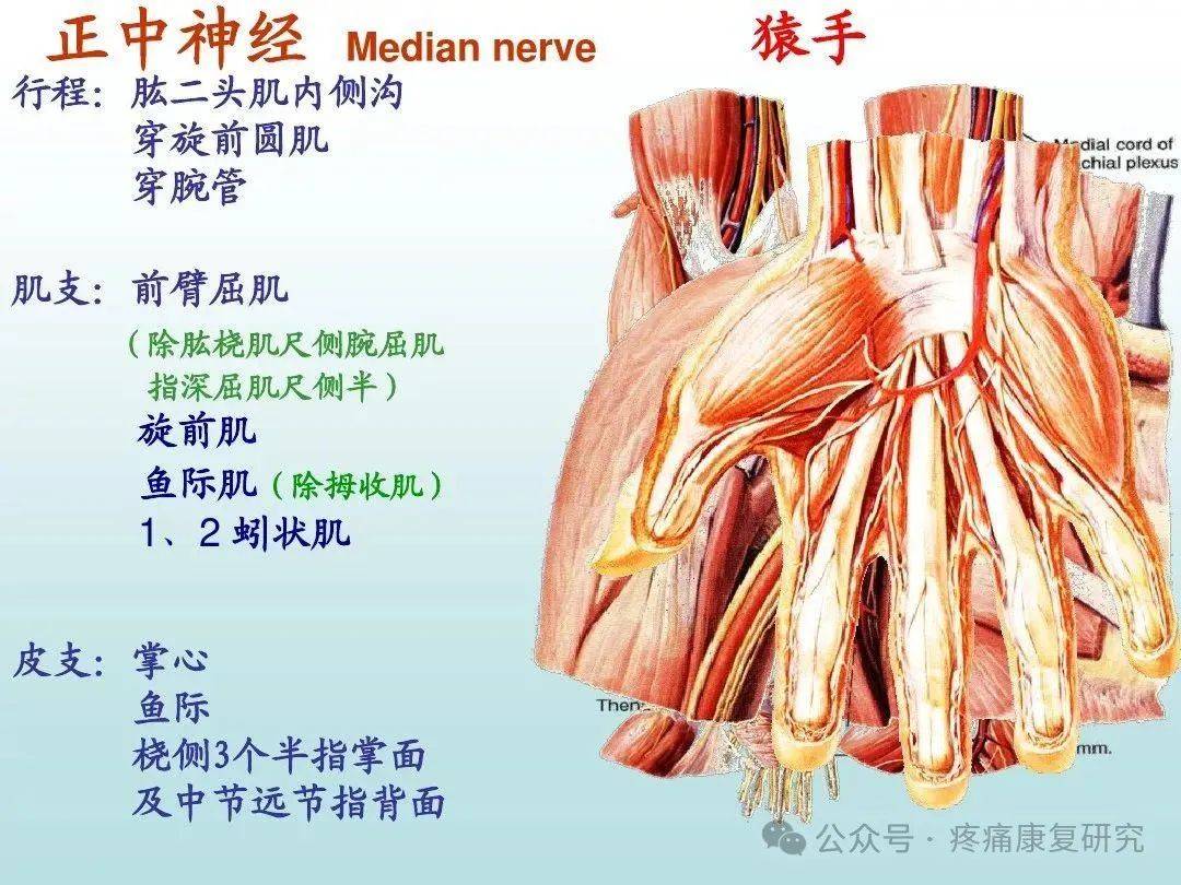 建议收藏!周围神经高清图_原文_锁定_名片