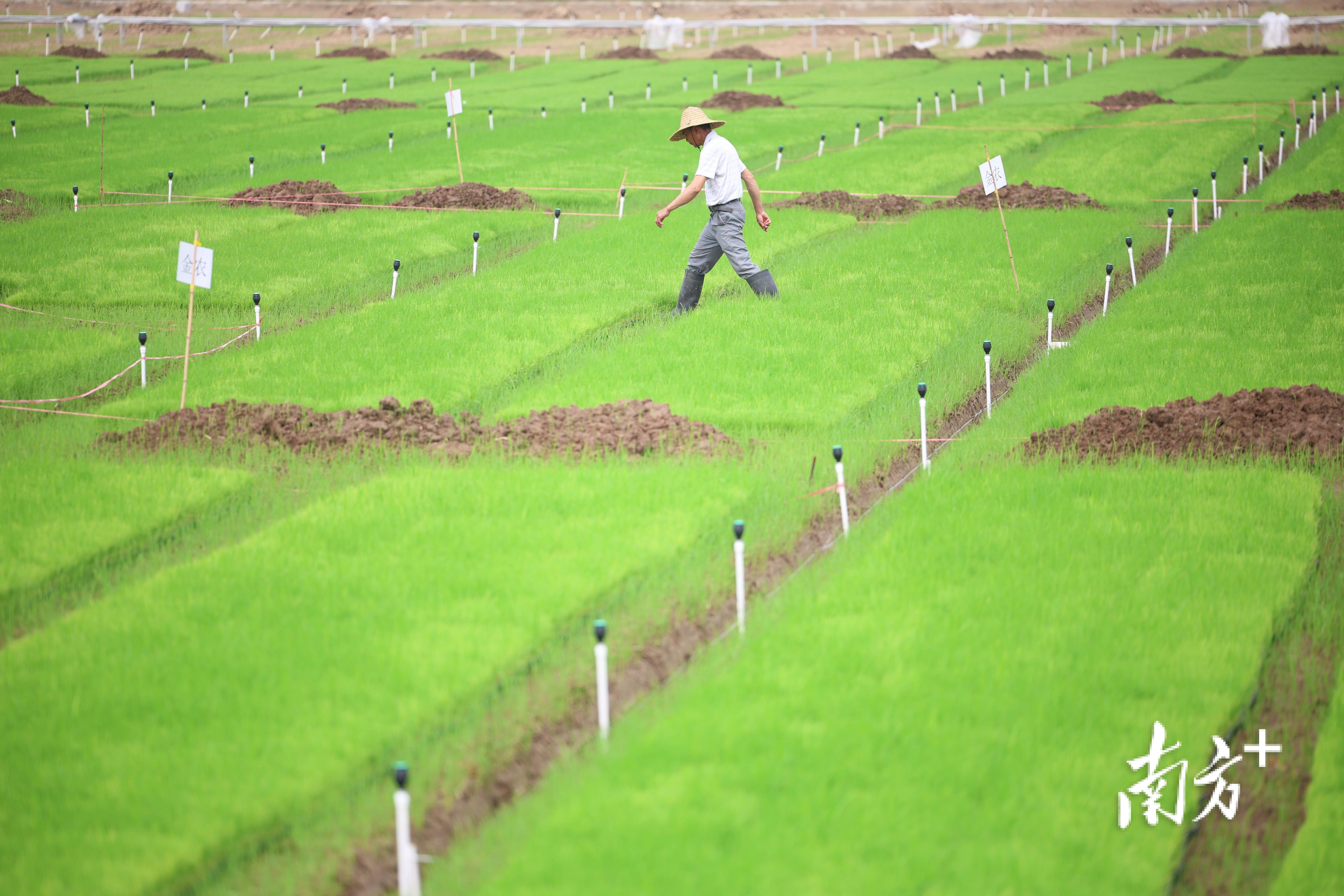 盐碱地变水稻田珠海平沙春耕忙