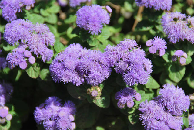 春天带孩子郊游教他认识一下路边常见100种植物吧太全了