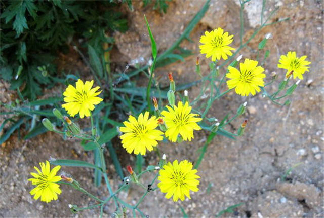 春天带孩子郊游教他认识一下路边常见100种植物吧太全了