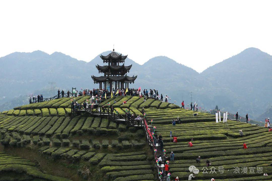 伍家台茶园简介图片