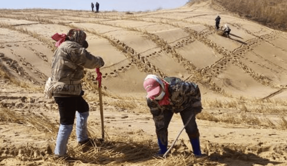 通辽市全速推进科尔沁沙地歼灭战