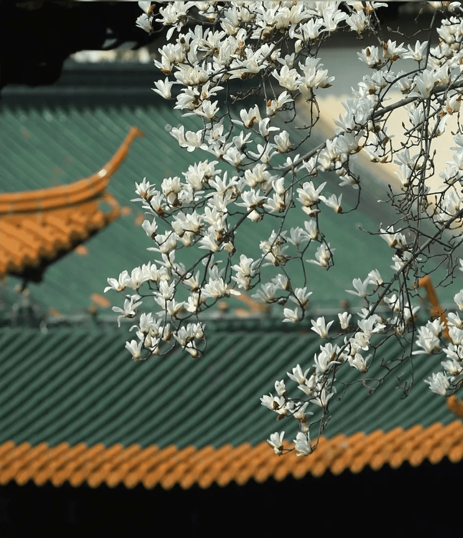 有一种春色，叫玉兰花开_树玉兰_氤氲_满城