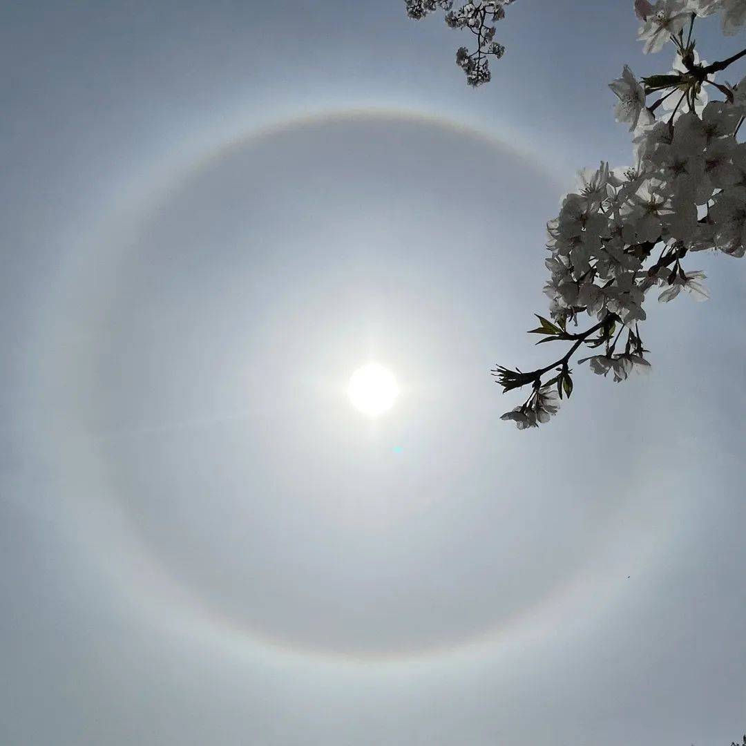 今天申城天空出现美丽日晕,你看到了吗?_小布_冰晶_网友