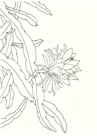 教程工笔花卉技法