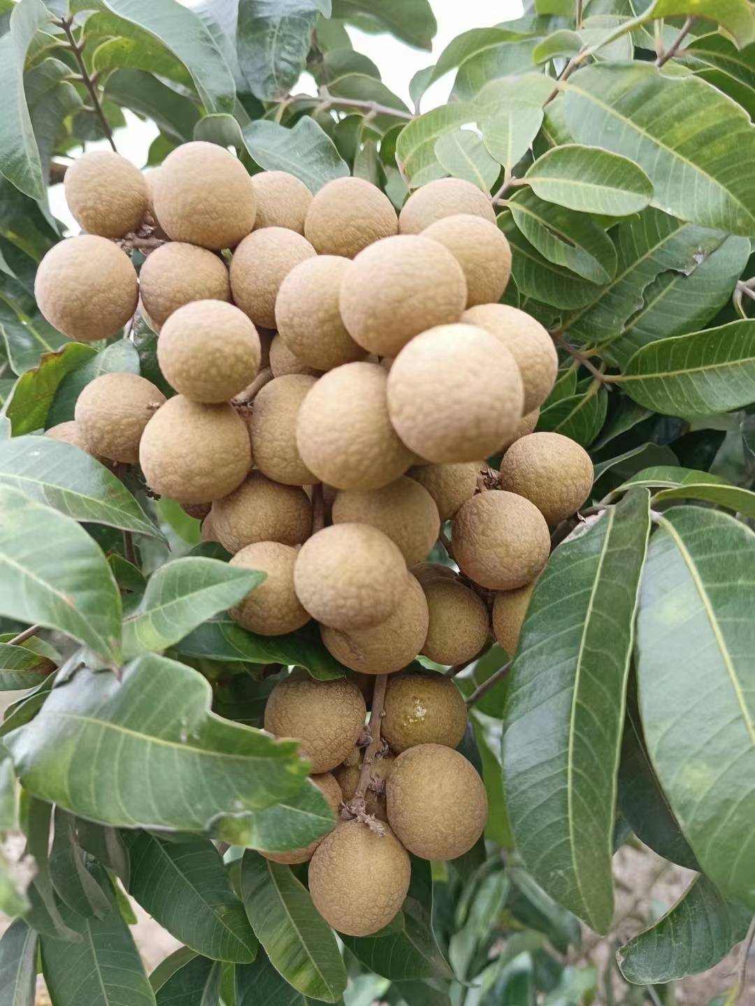 潮起海之南丨海南乐东小龙眼长成大产业一花一果促振兴