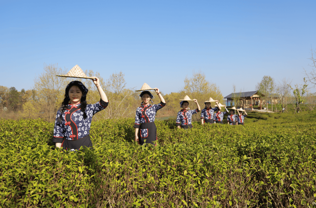 客家采茶舞图片