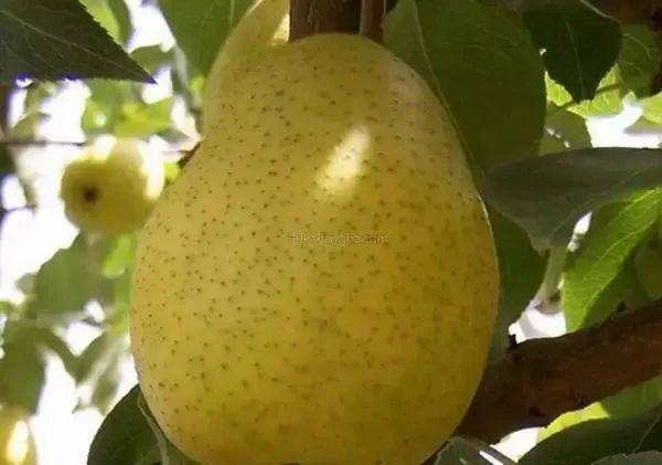 和政啤特果甘肃天梯山人参果是迄今为止发现的世界上含钙量最高的人参