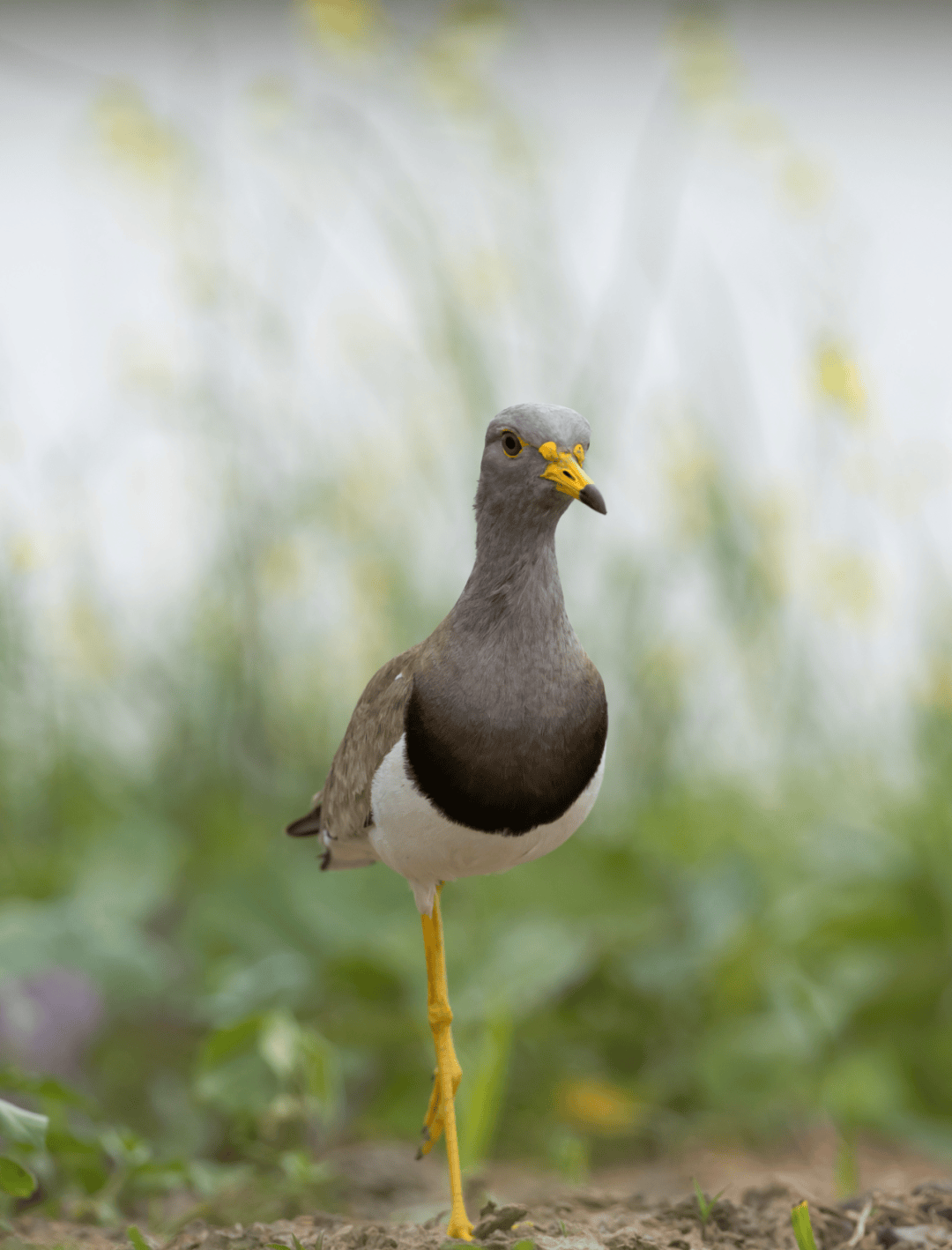夏候鸟"先头部队"灰头麦鸡抵泰