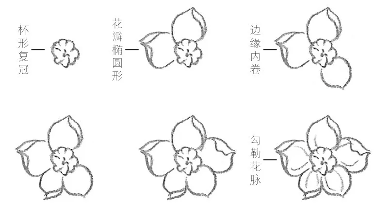 技法 | 白描花卉【水仙花】线描画法示范