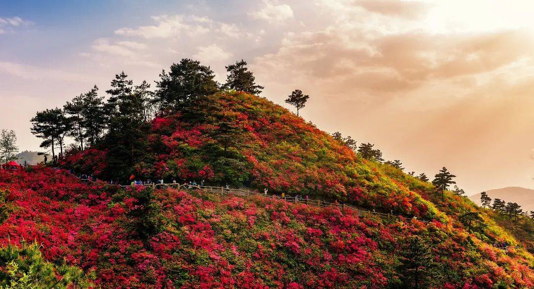 花开啦武汉杜鹃花赏花景点开花时间预报戳