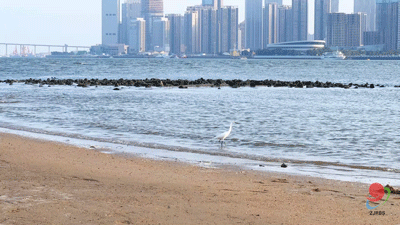 广西老表三月三来湛江玩吗这份保姆级攻略请收下