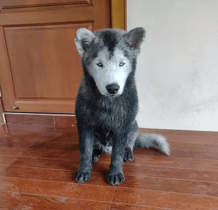 网友养了只纯白哈士奇可狗子却从来都没白过哭笑不得了