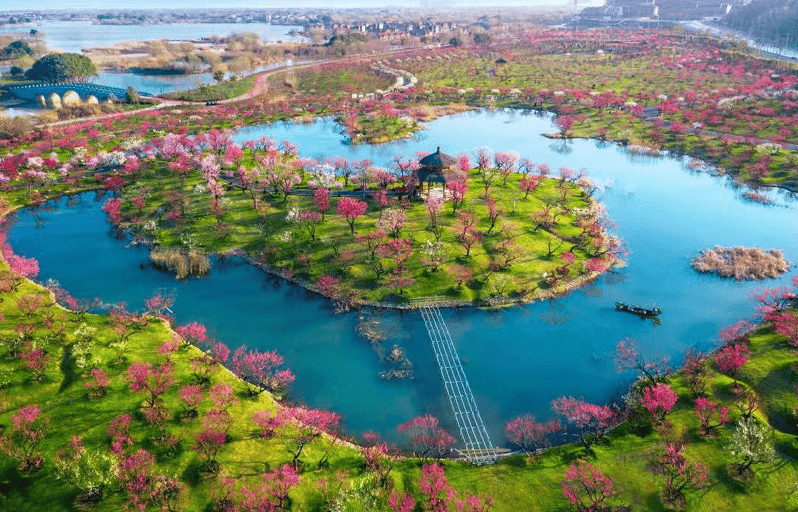 贡茶_长兴_樱花