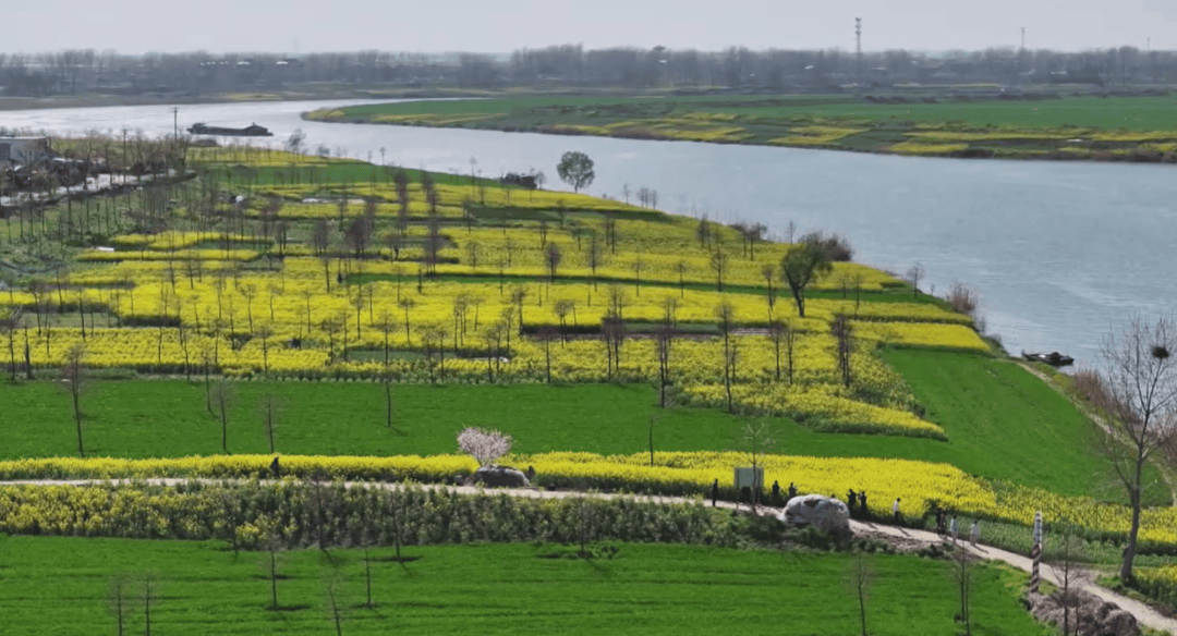 30000多亩!阜阳人又有打卡好去处!_颍上_油菜花_淮河
