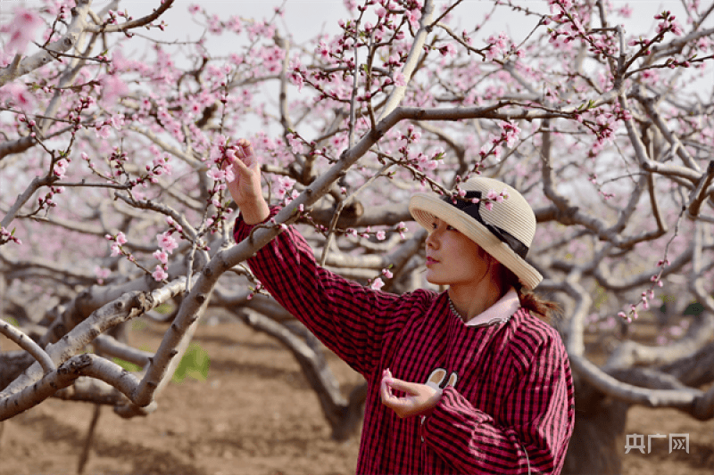 洛阳市孟津区果农抢抓时机授粉疏花忙