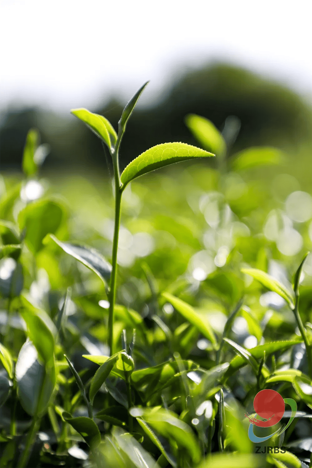 上春山采春茶,约你来广东徐闻湛江见一面