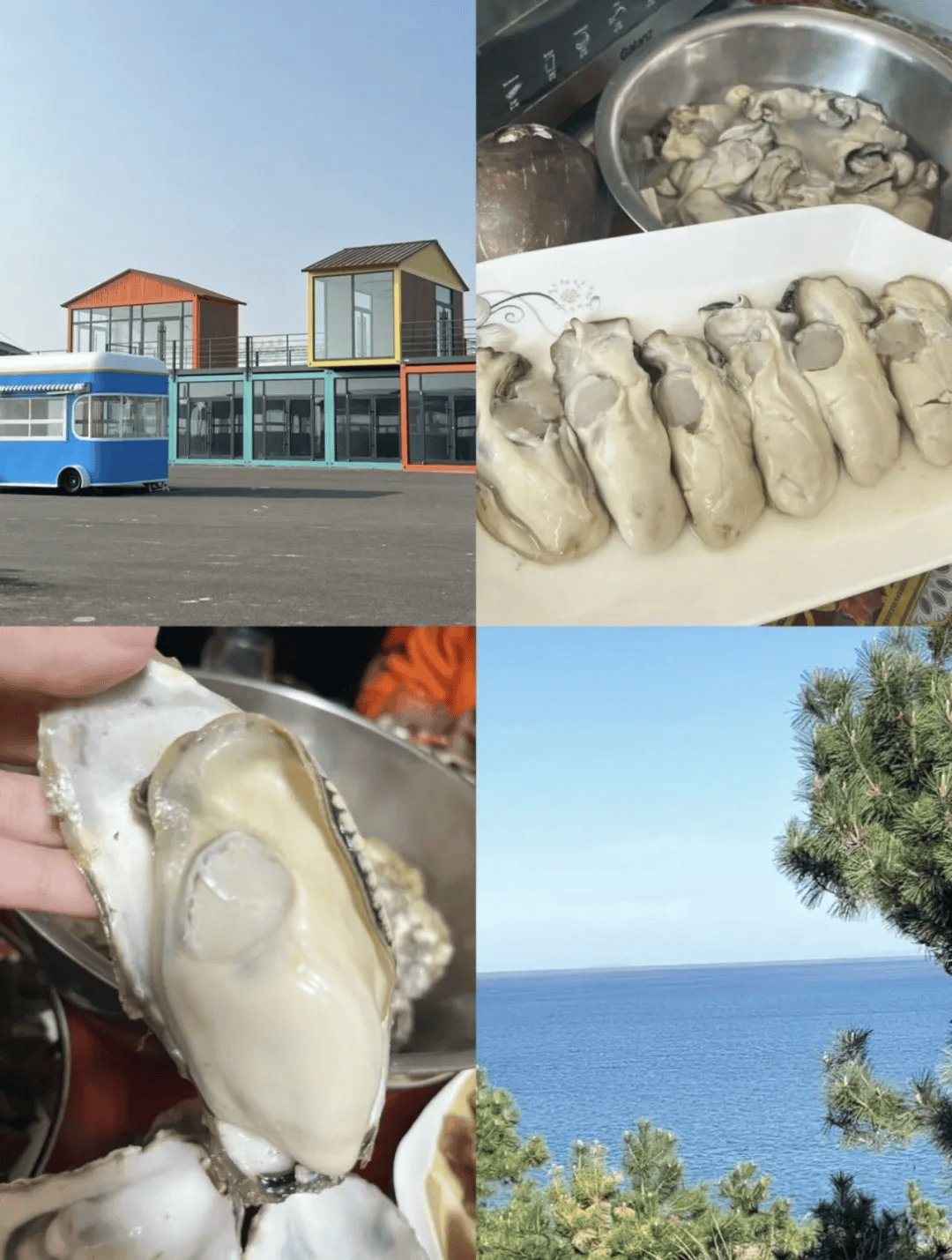 隐藏在山东半岛的滨海后花园幸福感高气候好还有封神肥美生蚝