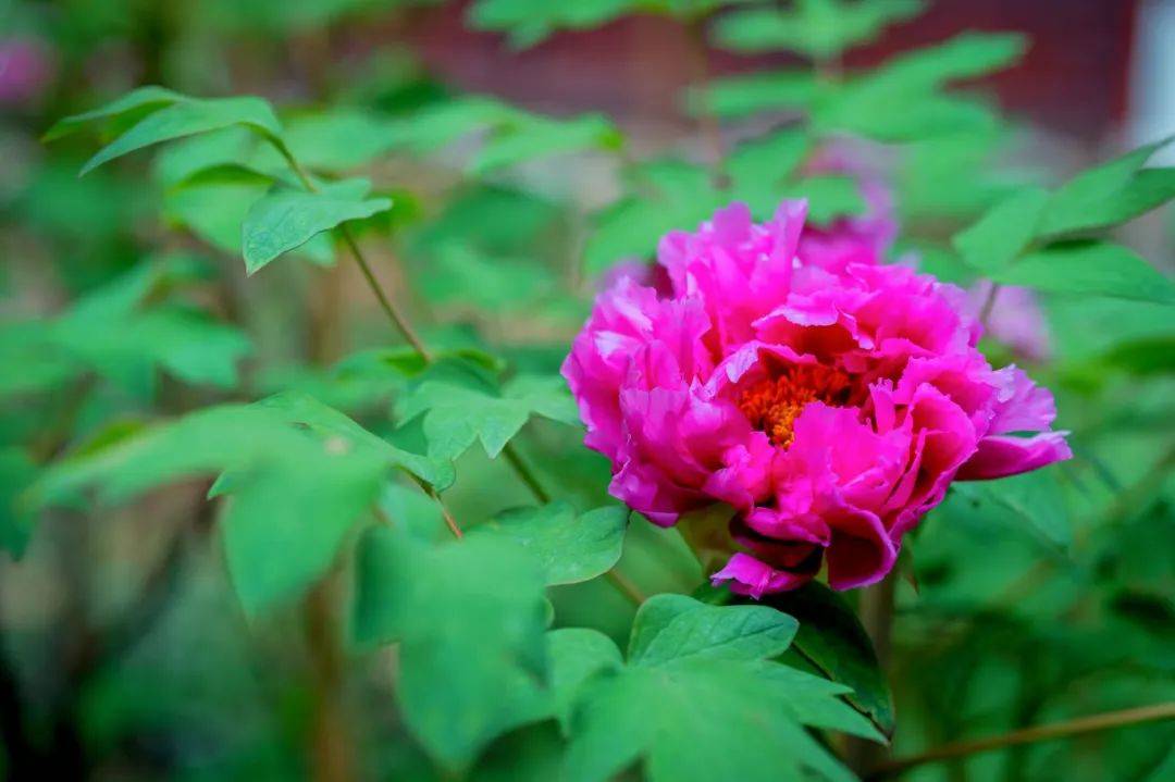 牡丹花锁屏壁纸图片