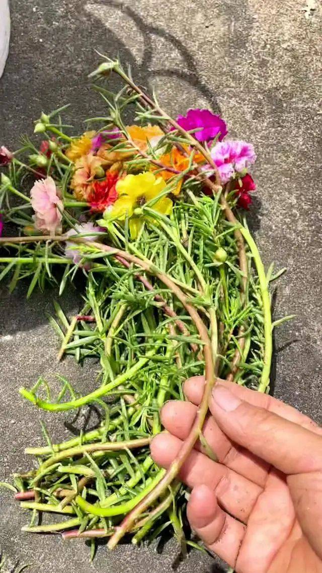 4月赶快扦插这5种花掐个枝条就能活