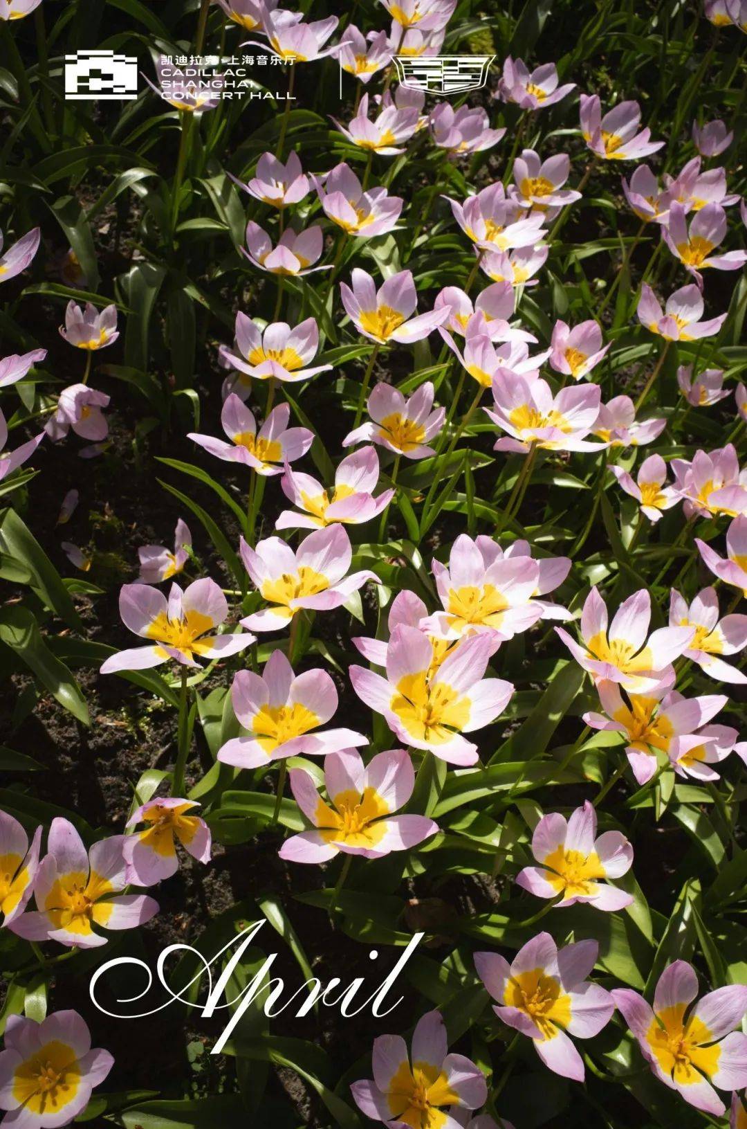 4月演出活动推荐四月春风起温暖如约而至