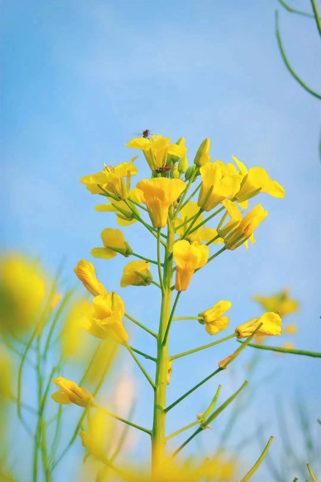 春景梨花如雪油菜金浪涌动的田野之诗
