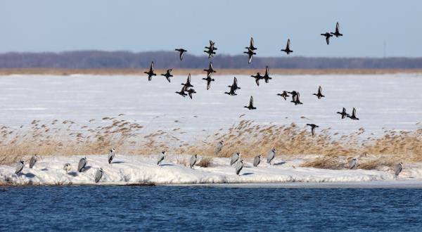 春来候鸟归 黑龙江尽显生态之美_兴凯湖_自然保护区_密山市