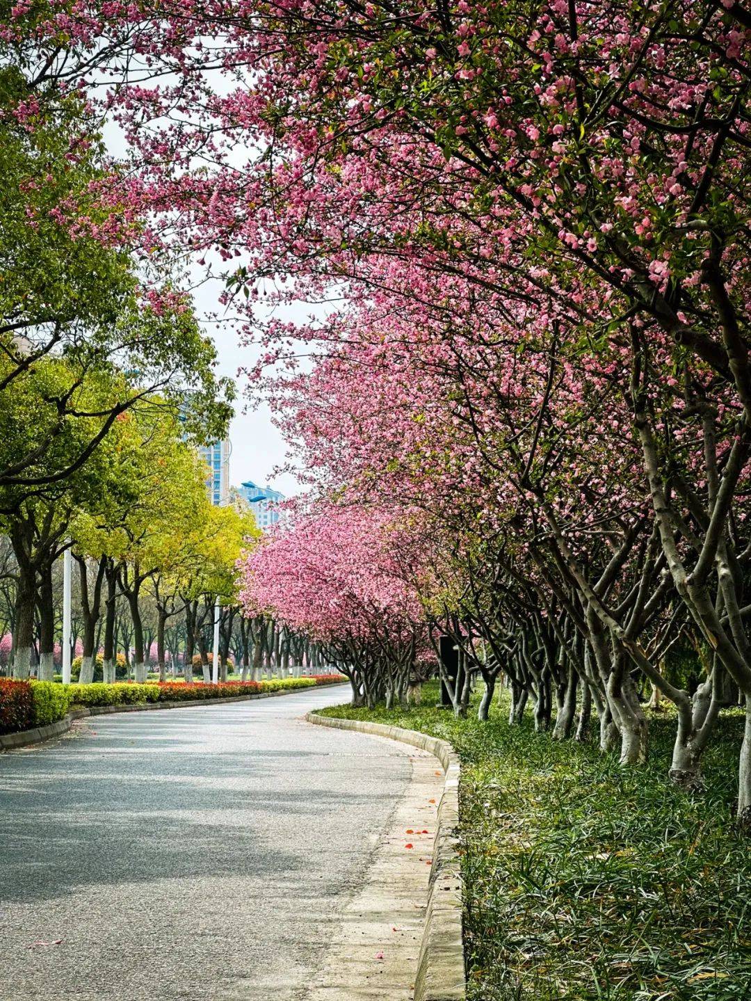 海棠银杏大道图片