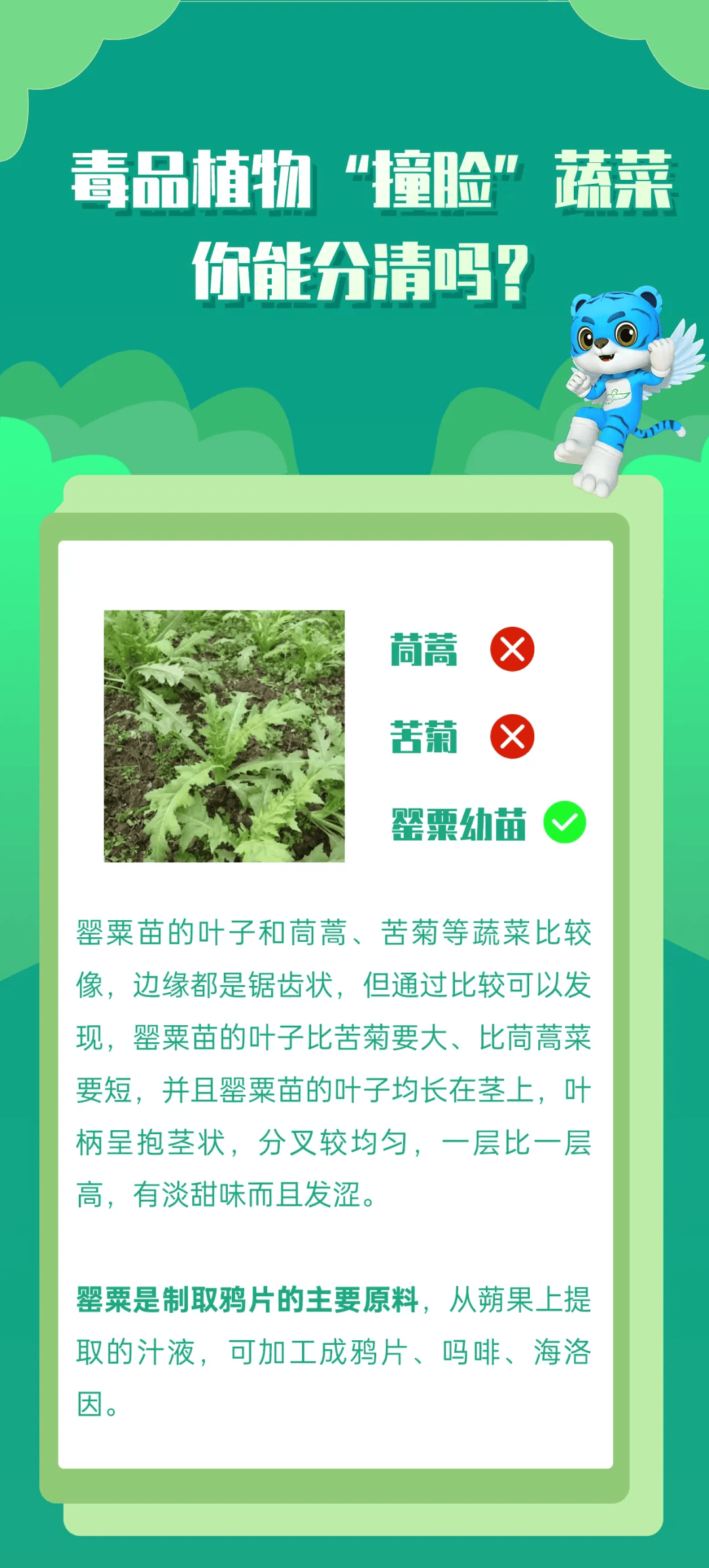 请注意分辨外出采摘野菜,蘑菇时也容易撞脸蔬菜不少毒品植物粤虎