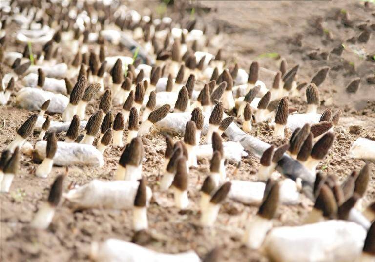 羊肚菌长势喜人"给我400棵.""我要300棵.""也给我几棵连翘苗.