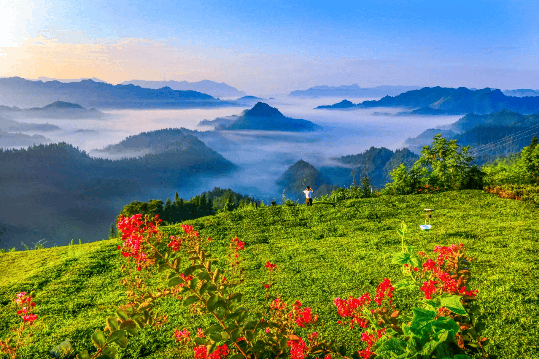 春日湖北:茶山新绿,影像留芳_恩施_张洪刚_茶园