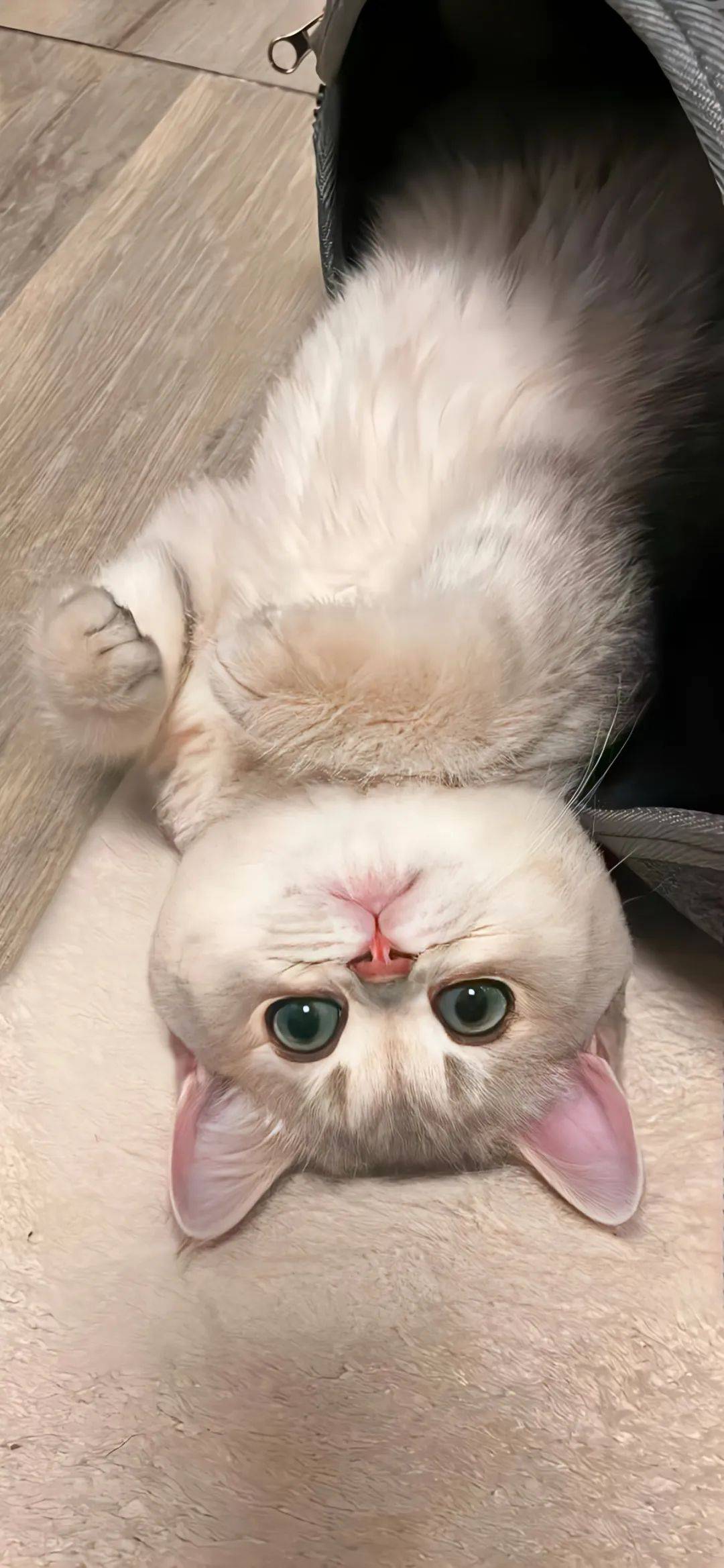 壁纸全面屏4k壁纸