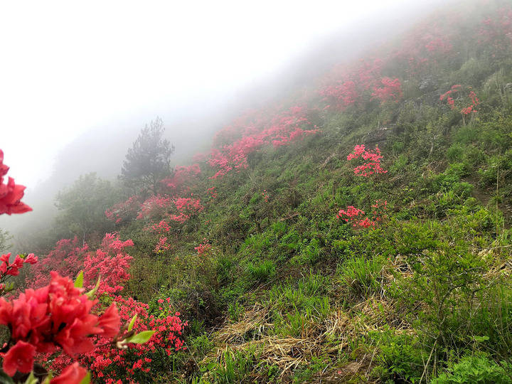写点生活映山红遍龙头眼