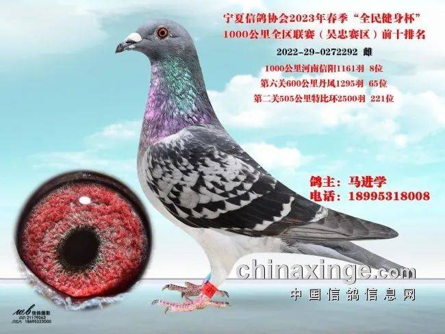 「鸽讯」宁夏千公里联赛即将启航 冠军奖励两万元_信鸽_比赛_国家