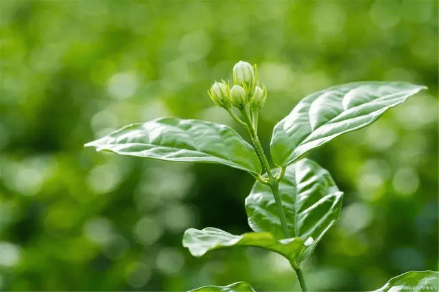 3步养成茉莉花棒棒糖