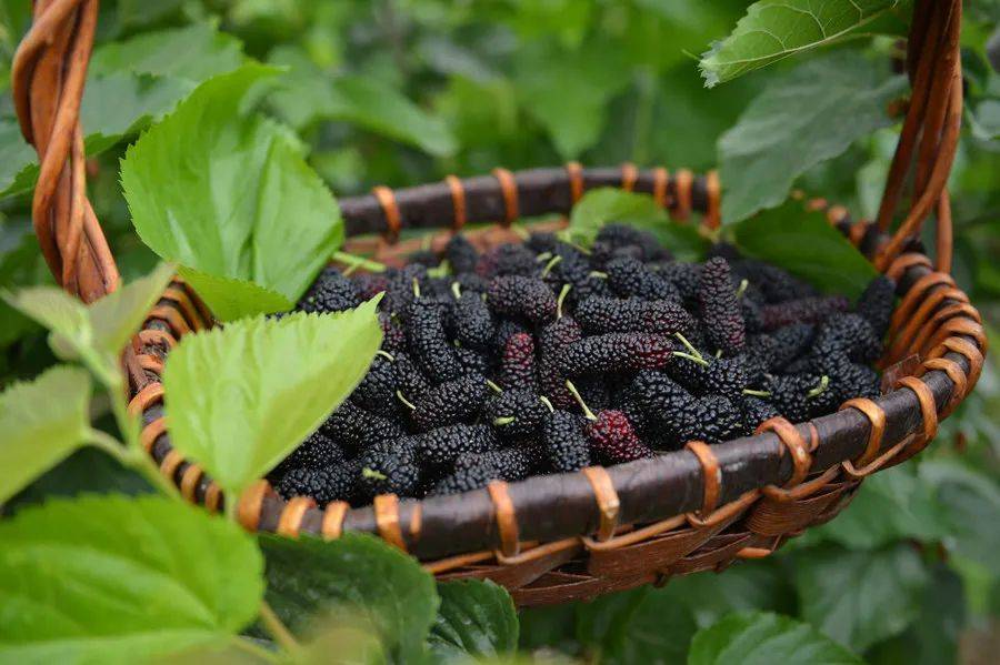 这颗四月人参果肝血不足的人别错过