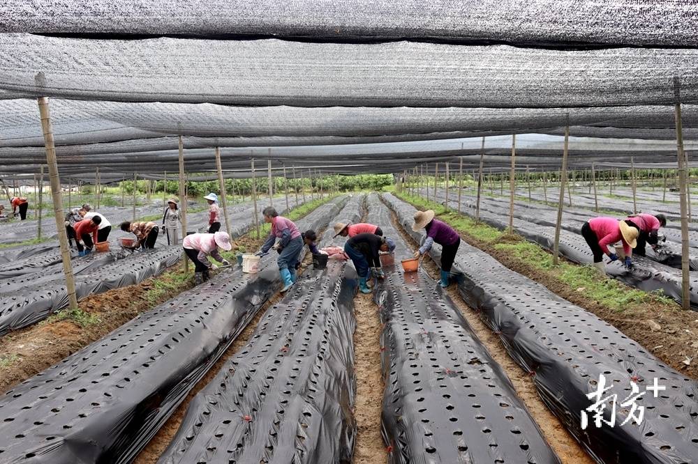 魔芋耕新佛冈全县推进春季魔芋种植