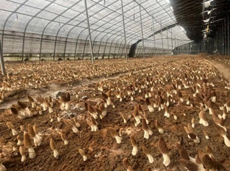 河南通许:特色产业激发乡村振兴新活力_羊肚菌_种植_大棚