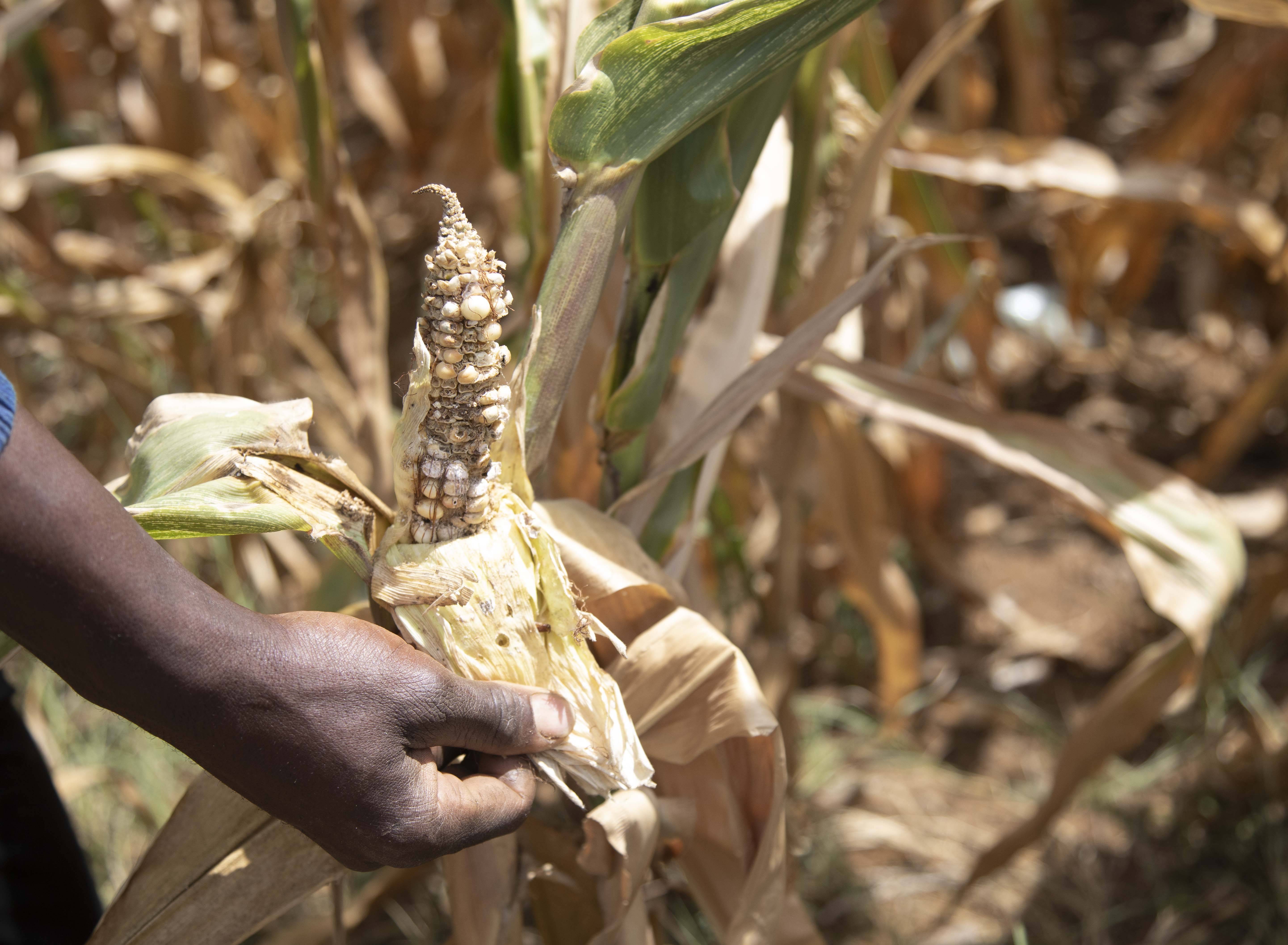由于厄尔尼诺现象造成严重干旱,全国进入灾害状态