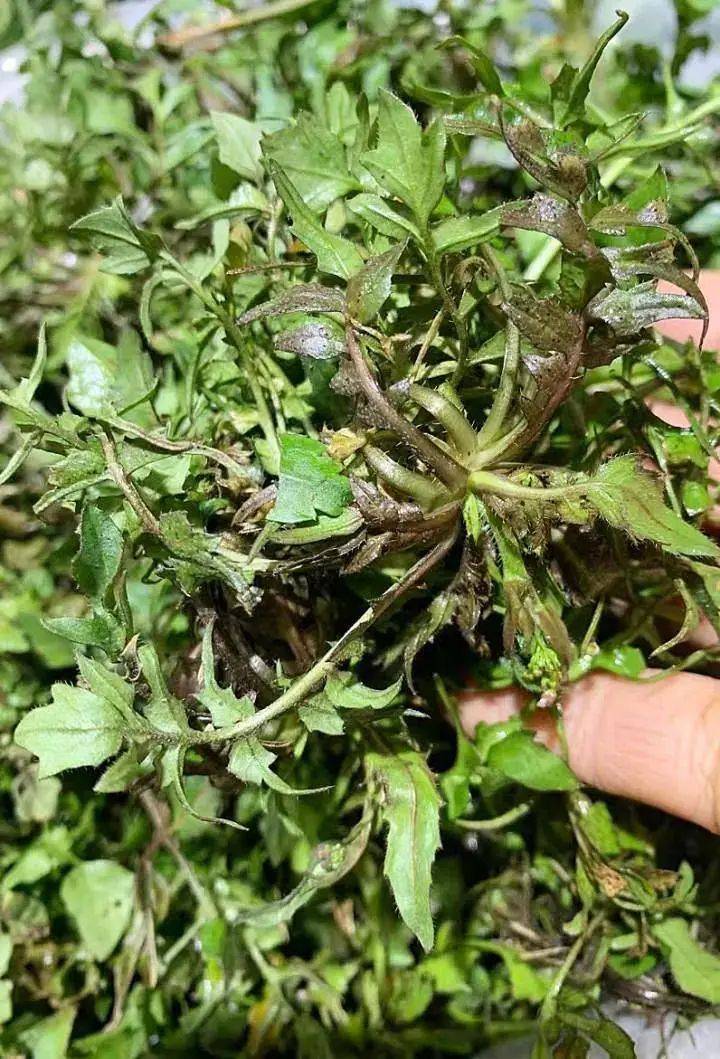 重要提醒……_野菜_马兰头_荠菜